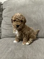 processed/cc2368a3-a7a5-4c37-89bf-662e216260e3/listing/ab77d348-1a61-4554-ae74-69d4abdda47c/4e659227-72b2-4351-b895-67f9d18065ce