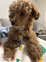 Biggie, a male Poodle - Toy  for sale in St. Cloud, MN – Photo 3 of 6