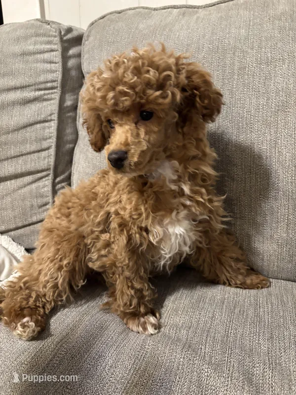 Biggie, a male Poodle - Toy  for sale in St. Cloud, MN – Photo 1 of 6