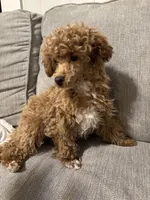 Biggie, a male Poodle - Toy  for sale in St. Cloud, MN – Photo 1 of 6