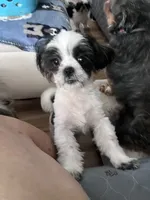 Luke, a male Shih Tzu for sale in Smithton, PA – 2 of 2
