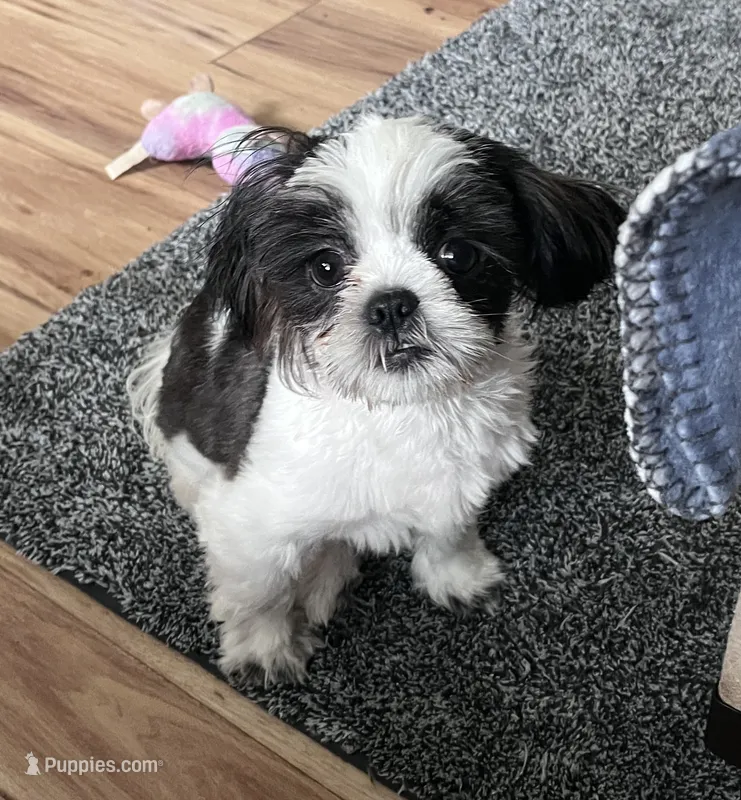 Luke – Shih Tzu puppy for sale in Smithton, PA