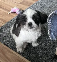 Luke, a male Shih Tzu for sale in Smithton, PA – 1 of 2