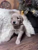 Light green, a female Golden Retriever for sale in Sulphur Springs, TX – Photo 1 of 3