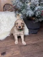Dark green, a male Golden Retriever for sale in Sulphur Springs, TX – Photo 2 of 2