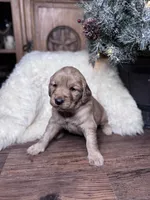 Grey, a male Golden Retriever for sale in Sulphur Springs, TX – Photo 1 of 3