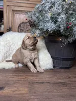 Grey, a male Golden Retriever for sale in Sulphur Springs, TX – Photo 3 of 3