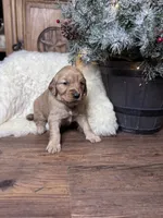 Grey, a male Golden Retriever for sale in Sulphur Springs, TX – Photo 2 of 3