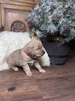 Red, a male Golden Retriever for sale in Sulphur Springs, TX – Photo 3 of 3