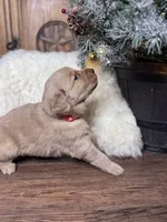 Red, a male Golden Retriever for sale in Sulphur Springs, TX – Photo 1 of 3