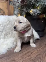 Pink, a female Golden Retriever for sale in Sulphur Springs, TX – Photo 1 of 3
