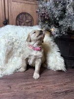 Pink, a female Golden Retriever for sale in Sulphur Springs, TX – Photo 3 of 3