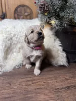 Pink, a female Golden Retriever for sale in Sulphur Springs, TX – Photo 2 of 3