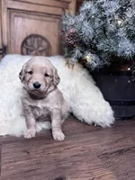 Purple, a female Golden Retriever for sale in Sulphur Springs, TX – Photo 2 of 3