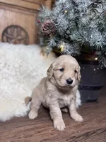 Purple, a female Golden Retriever for sale in Sulphur Springs, TX – Photo 1 of 3