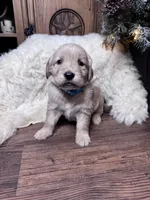 Purple, a female Golden Retriever for sale in Sulphur Springs, TX – Photo 3 of 3