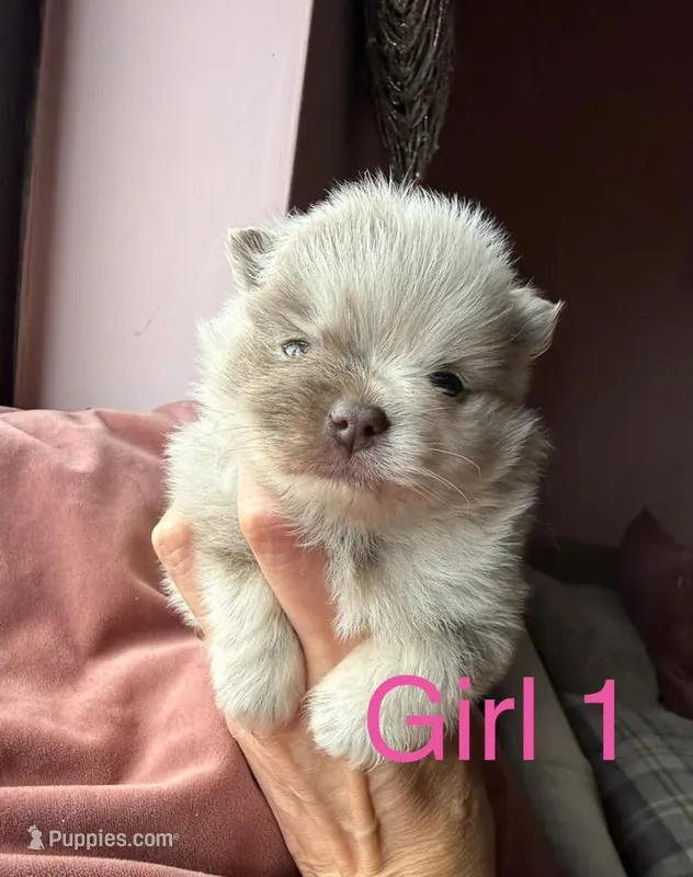 Stacey  – Pomeranian puppy for sale in Long Beach, NY