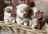 Jamie , a male Pomeranian for sale in Long Beach, NY – 4 of 6