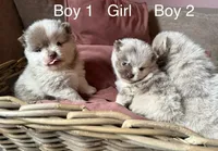 Jamie , a male Pomeranian for sale in Long Beach, NY – 5 of 6
