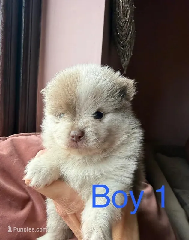 Dave – Pomeranian puppy for sale in Long Beach, NY