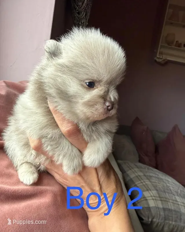 Jamie  – Pomeranian puppy for sale in Long Beach, NY