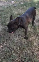 Winnie, a female Boston Terrier and French Bulldog for sale in Mountain Home, AR – 5 of 5