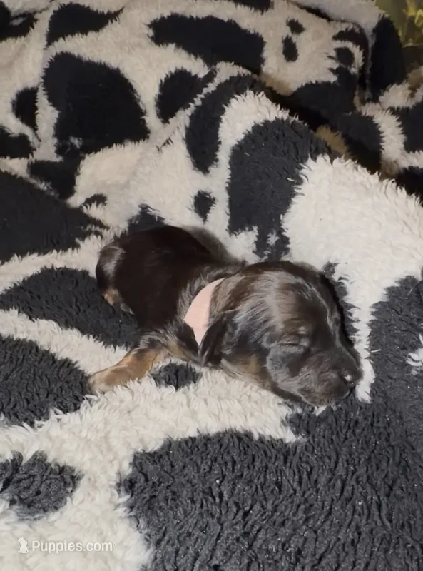 Pink – Miniature Dachshund puppy on hold in Mountain Home, AR