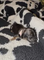 Pink, a female Miniature Dachshund for sale in Mountain Home, AR – 1 of 6