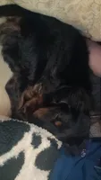 Akc Boone , a male Miniature Dachshund for sale in Mountain Home, AR – 2 of 3