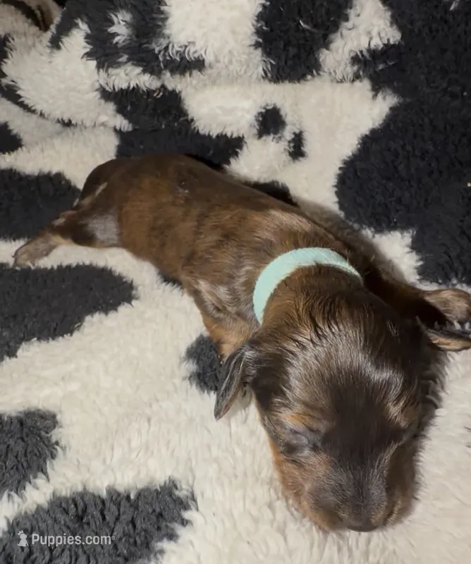 Light blue – Miniature Dachshund puppy on hold in Mountain Home, AR