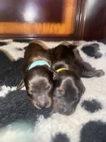 Yellow , a female Miniature Dachshund for sale in Mountain Home, AR – 4 of 5