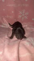 Purple, a female Miniature Dachshund for sale in Mountain Home, AR – 5 of 5