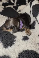 Purple, a female Miniature Dachshund for sale in Mountain Home, AR – 2 of 5