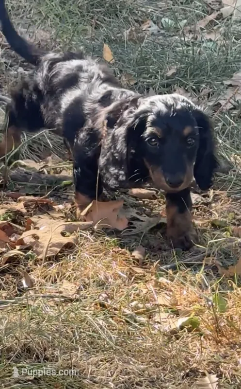 Akc Boone  – Miniature Dachshund puppy for sale in Mountain Home, AR