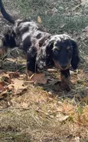 Akc Boone , a male Miniature Dachshund for sale in Mountain Home, AR – 1 of 3