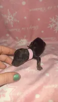 Pink, a female Miniature Dachshund for sale in Mountain Home, AR – 2 of 6