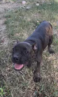 Winnie, a female Boston Terrier and French Bulldog for sale in Mountain Home, AR – 4 of 5