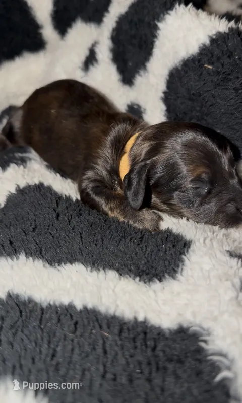 Orange – Miniature Dachshund puppy on hold in Mountain Home, AR