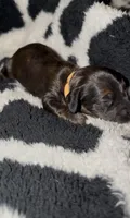 Orange, a male Miniature Dachshund for sale in Mountain Home, AR – 1 of 4