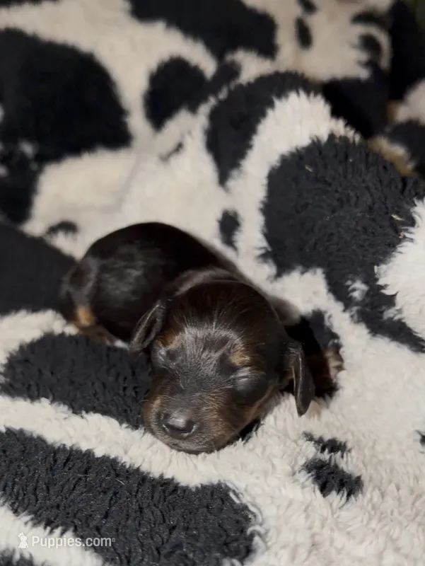 Purple – Miniature Dachshund puppy for sale in Mountain Home, AR