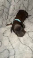 Light blue, a male Miniature Dachshund for sale in Mountain Home, AR – 6 of 6