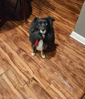 Akc fudge, a male Miniature Australian Shepherd and Miniature American Shepherd for sale in Mountain Home, AR – 3 of 3