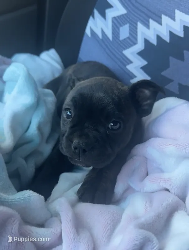 Winnie – Boston Terrier, French Bulldog puppy for sale in Mountain Home, AR