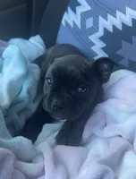 Winnie, a female Boston Terrier and French Bulldog for sale in Mountain Home, AR – 1 of 5