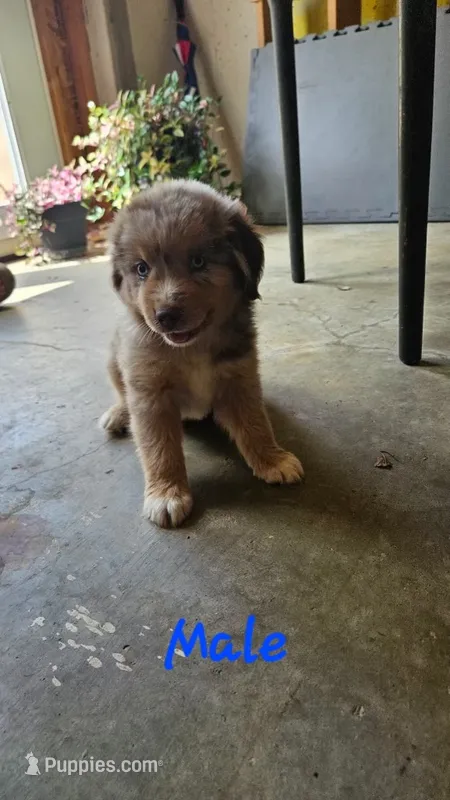Akc Toffee – Miniature Australian Shepherd, Miniature American Shepherd puppy for sale in Mountain Home, AR