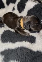 Orange, a male Miniature Dachshund for sale in Mountain Home, AR – 3 of 4