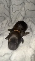 Orange, a male Miniature Dachshund for sale in Mountain Home, AR – 4 of 4