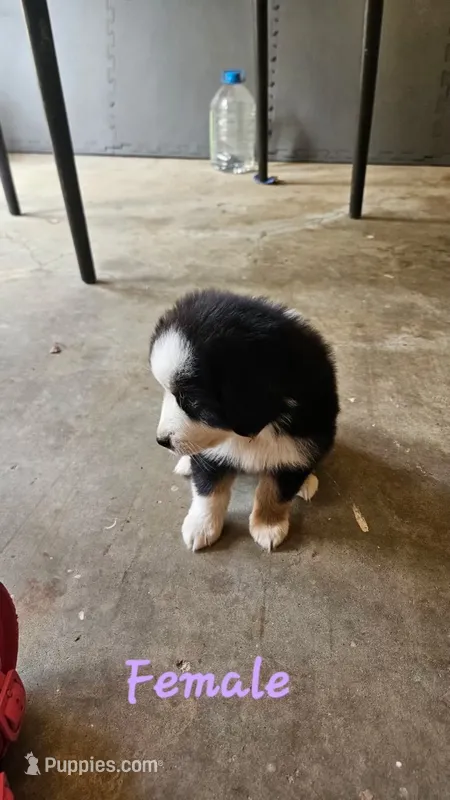 Akc waffles – Miniature Australian Shepherd, Miniature American Shepherd puppy for sale in Mountain Home, AR