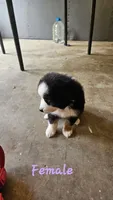 Akc waffles, a female Miniature Australian Shepherd and Miniature American Shepherd for sale in Mountain Home, AR – 1 of 3