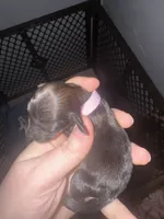 Pink, a female Miniature Dachshund for sale in Mountain Home, AR – 4 of 6